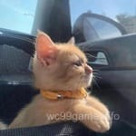 Avatar of Arif Qureshi