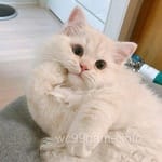 Avatar of Hafeez Qureshi